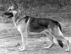 Crofton: FALL/GSD/1938