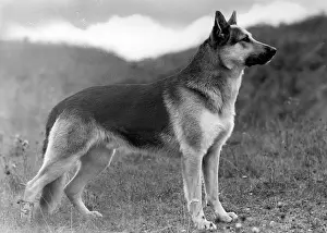 Godden: FALL/GSD/1948