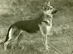 Godden: FALL/GSD/1954