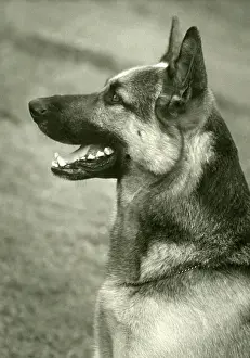 Sabre: FALL/GSD/1955/HEAD