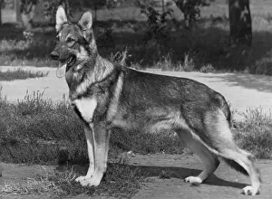 Demetrius: FALL/GSD/1957