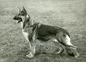 Daphne: FALL/GSD/1966