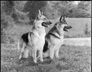 Fenton: FALL/GSD/1969