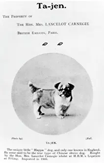 Carnegie: FALL/HA-PA DOG/C1909
