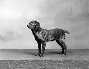 Herdman: FALL/HARLEQUIN PINSCHER