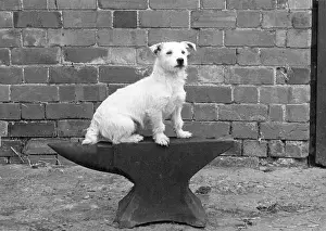 Anvil: FALL/HUNT TERRIER/1962