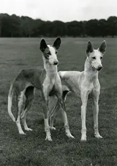Hounds: FALL/IBIZAN HOUNDS/1974