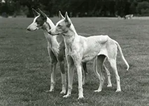 Hounds: FALL/IBIZAN HOUNDS/1974