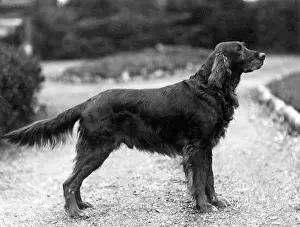 Ravenhill: FALL/IRISH SETTER/1929