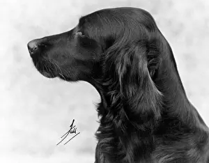 Setter: FALL/IRISH SETTER/1931