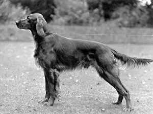 Setter: FALL/IRISH SETTER/1936