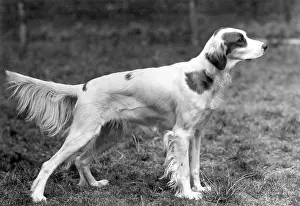Cora: FALL/IRISH SETTER/1946