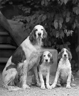 Vary: FALL/IRISH SETTER/1946