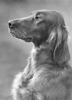 Gail: FALL/IRISH SETTER/1948
