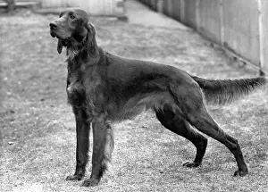 Setter: FALL/IRISH SETTER/1952