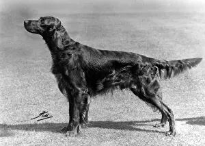 Setter: FALL/IRISH SETTER/1967