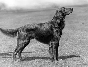 Setter: Fall/Irish Setter Champion Marksman of Ide