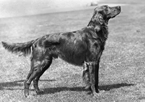 Setter: Fall/Irish Setter Champion Marksman of Ide