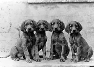 Setter: FALL/IRISH SETTER/PUPPY