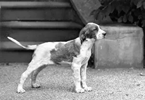 Unnamed: FALL/IRISH SETTER/PUPPY