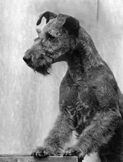 Laird: FALL/IRISH TERRIER/1938