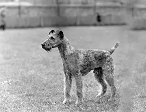 Laird: FALL/IRISH TERRIER/1938