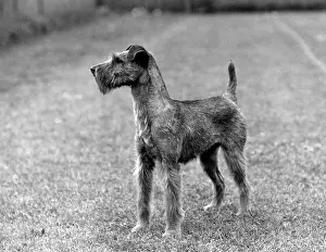 Laird: FALL/IRISH TERRIER/1938
