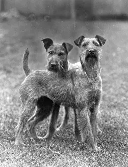 Blanchard: FALL/IRISH TERRIER/1938
