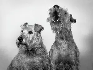 Unnamed: FALL/IRISH TERRIER/1963