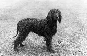 Shamrock: FALL/IRISH WATER SPANIEL