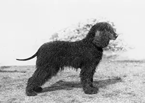 Rorke: FALL/IRISH WATER SPANIEL