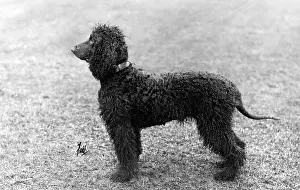 Shamrock: FALL/IRISH WATER SPANIEL