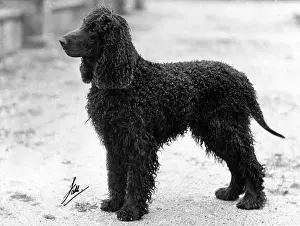 FALL/IRISH WATER SPANIEL