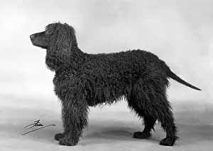 Rorke: FALL/IRISH WATER SPANIEL