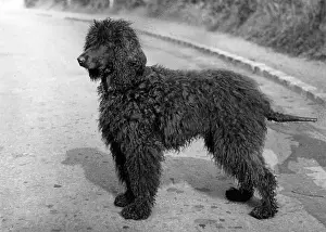 Breeder: FALL/IRISH WATER SPANIEL