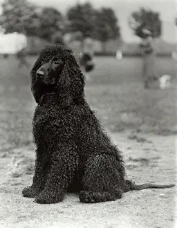 Rorke: FALL/IRISH WATER SPANIEL