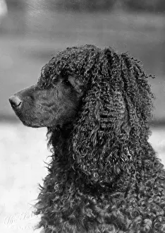 Rorke: FALL/IRISH WATER SPANIEL