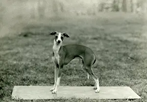 Greyhound: FALL/ITALIAN GREYHOUND