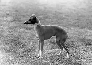 Greyhound: FALL/ITALIAN GREYHOUND