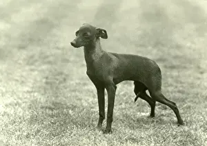 Greyhound: FALL/ITALIAN GREYHOUND