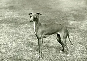 Greyhound: FALL/ITALIAN GREYHOUND