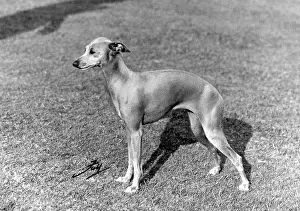 Greyhound: FALL/ITALIAN GREYHOUND