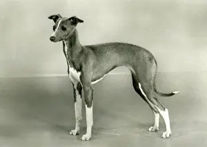 Unnamed: FALL/ITALIAN GREYHOUND