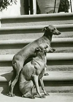 Greyhound: FALL/ITALIAN GREYHOUND