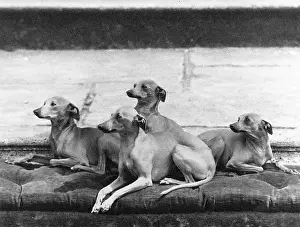 Belonging: FALL/ITALIAN GREYHOUNDS