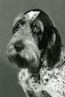 Imported: FALL/ITALIAN SPINONE/'85