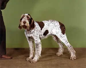 Imported: FALL/ITALIAN SPINONE/'85