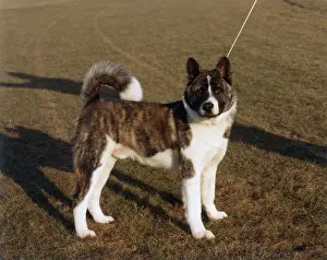 Unnamed: FALL/JAPANESE AKITA/1986