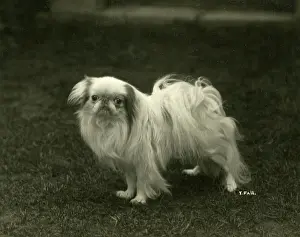 Nippon: FALL/JAPANESE CHIN/1922