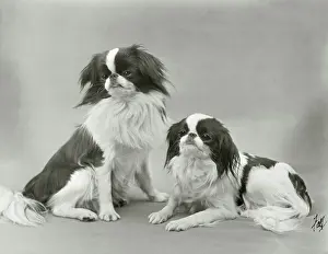 Chins: FALL/JAPANESE CHIN/1933